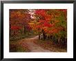 Country Road In The Fall, Vermont, Usa by Charles Sleicher Limited Edition Print