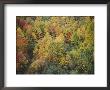 A Bicyclist Emerges From The Forest In This Autumn Scene by Skip Brown Limited Edition Print