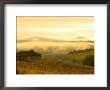 Autumn Morning Fog In Pouilly-Fuisse Vineyards, France by Lisa S. Engelbrecht Limited Edition Print