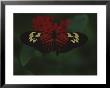 A Close View Of A Red And White Butterfly On A Red Flower by Raul Touzon Limited Edition Pricing Art Print