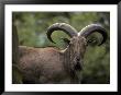 The Impressive Curled Horns Of A Barbary Sheep, Also Known As Mouflon, Australia by Jason Edwards Limited Edition Pricing Art Print