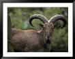 The Impressive Curled Horns Of A Barbary Sheep, Also Known As Mouflon, Australia by Jason Edwards Limited Edition Print