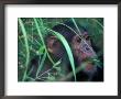 Female Chimpanzee Rolls The Leaves Of A Plant, Gombe National Park, Tanzania by Kristin Mosher Limited Edition Print