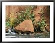 Red Rocks, Fall Colors And Creek, Oak Creek Canyon, Arizona by Rich Reid Limited Edition Pricing Art Print