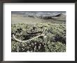 Caribou Antlers Lie In A Grassland In The Arctic National Wildlife Refuge by Annie Griffiths Belt Limited Edition Print