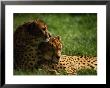 Cheetahs by Mitch Diamond Limited Edition Print