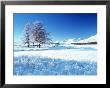 Winter Tree, Rannoch, Scotland, Uk by Peter Adams Limited Edition Print