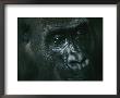 Portrait Of A Gorilla by Michael Nichols Limited Edition Print