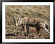 Coyote (Canis Latrans), Rocky Mountain National Park, Colorado by James Hager Limited Edition Print