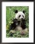 Giant Panda, Wolong Nr, Qionglai Mts, Sichuan, China by Lynn M. Stone Limited Edition Print