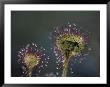 A Dead Mosquito Rests On An Insectivorous Round-Leaved Sundew by Joel Sartore Limited Edition Pricing Art Print