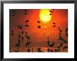 Silhouetted Wading Birds Feed In The Orange Sunset, Bombay Hook, Delaware by George Grall Limited Edition Pricing Art Print