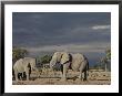 Two African Elephant Bulls Under A Stormy Sky by Beverly Joubert Limited Edition Print