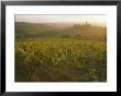 Vineyards And Ancient Monastery, Badia A Passignano, Greve, Chianti Classico, Tuscany, Italy by Michael Newton Limited Edition Print