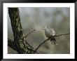 Collared Turtle Dove Perched On A Tree Limb by Klaus Nigge Limited Edition Pricing Art Print