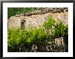 Vineyard Detail, Assos, Kefalonia, Ionian Islands, Greece by Walter Bibikow Limited Edition Print