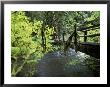 Sol Duc Creek In Old-Growth Rainforest, Olympic National Park, Washington, Usa by Stuart Westmoreland Limited Edition Print