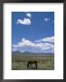 A Horse Grazes Near Litang In The Peoples Republic Of China by David Edwards Limited Edition Print