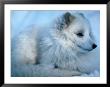 Close-Up Of An Arctic Fox (Alopex Lagopus), Canada by Mark Newman Limited Edition Print