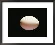 An Egg by Al Petteway Limited Edition Print