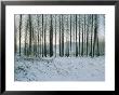 Winter Scene Near Le Mas Dazil by Sisse Brimberg Limited Edition Print