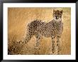 Cheetah In The Grass by Robert Ginn Limited Edition Pricing Art Print