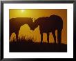 Silhouette Of Horses At Sunset by Jerry Koontz Limited Edition Print