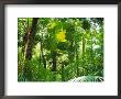 Rainforest Canopy, Cape Tribulation National Park, Queensland, Australia by Amanda Hall Limited Edition Print