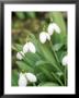 Galanthus Augustus (Snowdrop) February Bulb by Lynn Keddie Limited Edition Pricing Art Print