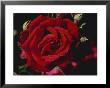 Rosa Crimson Glory (Hybrid Tea Rose), Red Flower by David Askham Limited Edition Pricing Art Print