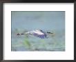 Great Blue Heron, Great Meadows Wf, Ma by Harold Wilion Limited Edition Print