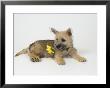 Terrier, Puppy by David M. Dennis Limited Edition Pricing Art Print