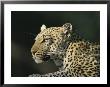A Leopard, Panthera Pardus, Rests In A Sunny Spot by Beverly Joubert Limited Edition Print