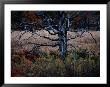 Autumnal View Of An Old Oak Snag by Raymond Gehman Limited Edition Print
