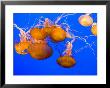 Sea Nettles, Monterey Bay Aquarium Display, Monterey, California, Usa by Stuart Westmoreland Limited Edition Print