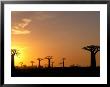 Baobabs, Morondava, Madagascar by Pete Oxford Limited Edition Print