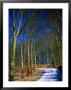Snow Covered Path In A North West Sjaelland Forest, Sjaelland Island, West Zealand, Denmark by Martin Llado Limited Edition Pricing Art Print