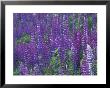 Lupine Field, Enumclaw, Washington, Usa by Jamie & Judy Wild Limited Edition Print