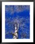 Birch Trees Covered In Frost, Finland by David Tipling Limited Edition Print