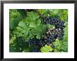 Close View Of Red Grapes On The Vine by Kenneth Garrett Limited Edition Print
