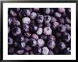 A Close View Of Frozen Blueberries by Brian Gordon Green Limited Edition Print