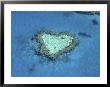 Heart Shape Reef by Jean-Dominique Martin Limited Edition Print