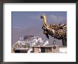Potala Palace From Roof Of Jokhang Temple, Lhasa by Dave Bartruff Limited Edition Print