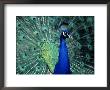 Peacock With Tail Feathers Extended by Erwin Nielsen Limited Edition Print