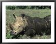 Rhinoceros by Angelo Cavalli Limited Edition Print