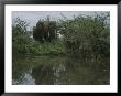 Forest Elephant In Gabons Loango National Park by Michael Nichols Limited Edition Print