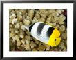 Pacific Double-Saddle Butterflyfish, Takapoto Atoll, French Polynesia by Tim Laman Limited Edition Print
