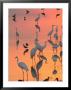 Wading Birds Forage In Colorful Sunset Water, Bombay Hook, Delaware by George Grall Limited Edition Print