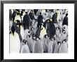 Emperor Penguin (Aptenodytes Forsteri), Chicks In Colony, Snow Hill Island, Weddell Sea, Antarctica by Thorsten Milse Limited Edition Print