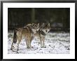 Gray Wolf (Grey Wolf), Canis Lupus, Wildlife Preserve, Rheinhardswald, Germany, Europe by Thorsten Milse Limited Edition Pricing Art Print